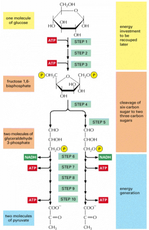 Glycolysis